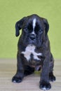 Small serious black with white spot on nose bridge Boxer puppy on green background. Royalty Free Stock Photo