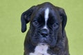 Small serious black with white spot on nose bridge Boxer puppy on green background . Royalty Free Stock Photo