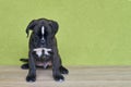 Small serious black with white spot on nose bridge Boxer puppy on green background. Royalty Free Stock Photo