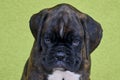 Small serious black with white spot on nose bridge Boxer puppy on green background. Royalty Free Stock Photo