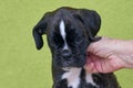 Small serious black with white spot on nose bridge Boxer puppy on green background .