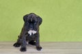 Small serious black with white spot on nose bridge Boxer puppy on green background. Royalty Free Stock Photo