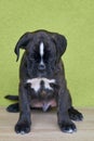 Small serious black with white spots Boxer puppy on green background.