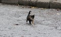 A small, several-month-old kitten walking on the street, in three colors: red, black and white Royalty Free Stock Photo