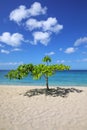 Small shady tree at Magazine Beach on Grenada Island, Grenada Royalty Free Stock Photo