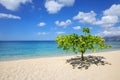 Small shady tree at Magazine Beach, Grenada Island, Grenada Royalty Free Stock Photo