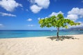 Small shady tree at Magazine Beach, Grenada Island, Grenada Royalty Free Stock Photo