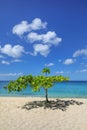Small shady tree at Magazine Beach, Grenada Island, Grenada Royalty Free Stock Photo