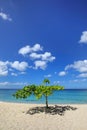Small shady tree at Magazine Beach, Grenada Island, Grenada Royalty Free Stock Photo