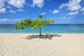 Small shady tree at Magazine Beach, Grenada Island, Grenada Royalty Free Stock Photo