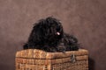 A small shaggy black-brown puli breed dog lies in a chest on a brown background Royalty Free Stock Photo