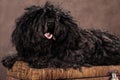 A small shaggy black-brown puli breed dog lies on a chest on a brown background Royalty Free Stock Photo