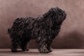 A small shaggy black-brown puli breed dog stands on a brown background