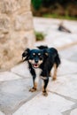 Small shaggy black mongrel dog close up outside.