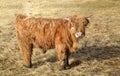 A small shaggy calf from the highland cattle breed stands with matted fur and dirt on a pasture in winter and looks into the