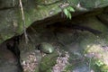 Shallow cave in the forest