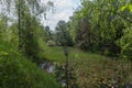 Small shallow forest lake overgrown with reeds in early summer