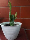 A small sharp thorn cactus plant that is planted