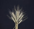 a small sheaf of ripe wheat, barley or rye on a black background Royalty Free Stock Photo