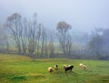 Small sheep herd grazing in the thick fog Royalty Free Stock Photo