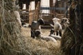 Small sheep shed full of baby sheeps