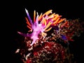 Small nudibranch on a black background Royalty Free Stock Photo