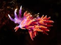 Small nudibranch on a black background Royalty Free Stock Photo