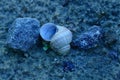 A small shell lies in the sand among the stones Royalty Free Stock Photo