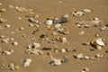 Small Shells in the Sand Royalty Free Stock Photo