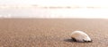 Small shell with sand, this photo was taken on widuri beach, Pemalang, Central Java, Indonesia Royalty Free Stock Photo
