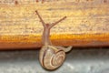 A small shell snail climbs onto the board of a bench. Royalty Free Stock Photo