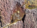 Small shell in water on unusual rock structure background, interesting geological object at Hallett Cove, Australia Royalty Free Stock Photo