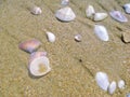 Small shells of mollusks thrown from the sea water on the beach sand. Royalty Free Stock Photo