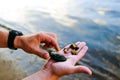 Several small shells on the palm of the water background Royalty Free Stock Photo