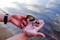 Several small shells on the palm of the water background Royalty Free Stock Photo