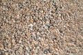 Small shells on sand beach, selective focus. Sea sand and shells texture. Background of thousands seashells and sea sand