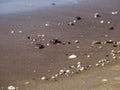 Small shells on a sandy beach