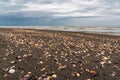 Small shells on a sandy beach. Nature wallpaper Royalty Free Stock Photo