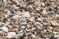 Small shells on the seashore Royalty Free Stock Photo