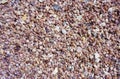 Small shells. top view, close up. natural uniform background