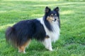 Small shelti dog Royalty Free Stock Photo