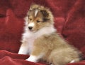 Small Sheltie puppy Royalty Free Stock Photo