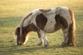 Small Shetland pony grazing Royalty Free Stock Photo