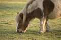 Small shetland Pony grazing