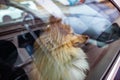 Small shetland sheepdog looks out the window of a car