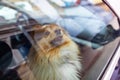 Small shetland sheepdog looks out the window of a car