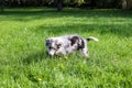 Small shetland sheepdog playing with a stick