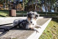 Small shetland sheepdog puppy sitting on a wood pier near pond