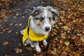 Small shetland sheepdog sheltie puppy with yellow raincoat sitting on wood path with early autumn leaves fallen on ground