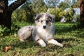 Small shetland sheepdog sitting in grass near fence